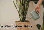Best Way to Water Plants