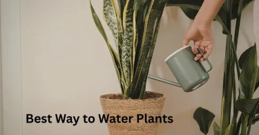 Best Way to Water Plants
