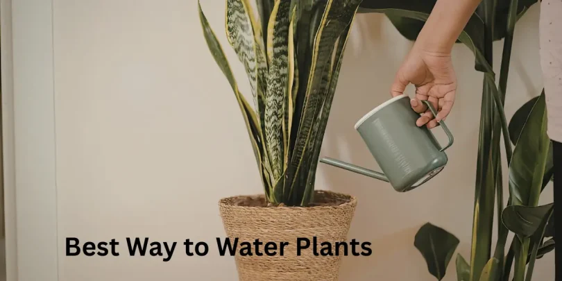 Best Way to Water Plants