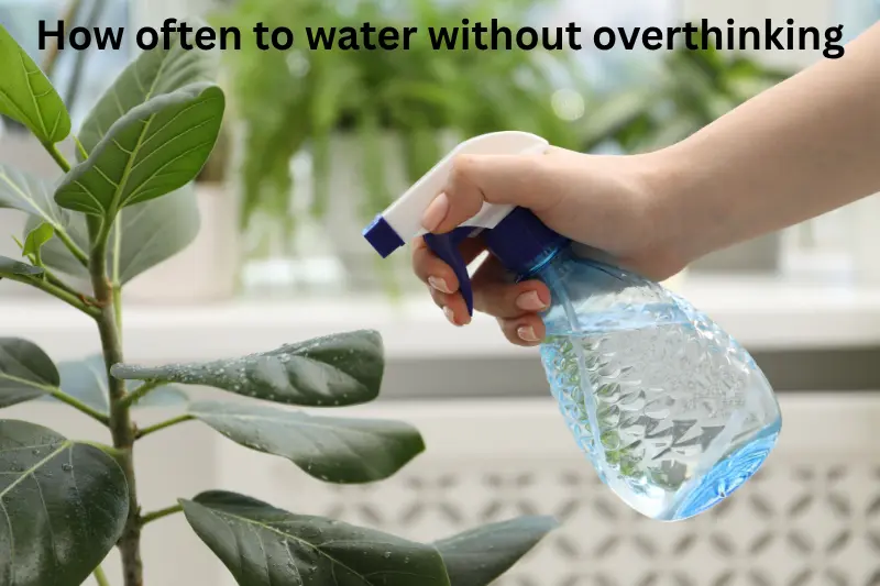 How often to water without overthinking