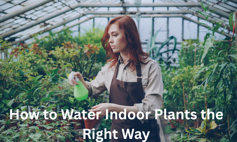 How to Water Indoor Plants the Right Way