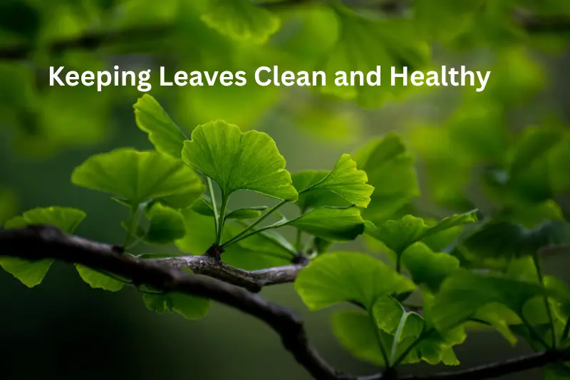 Keeping Leaves Clean and Healthy