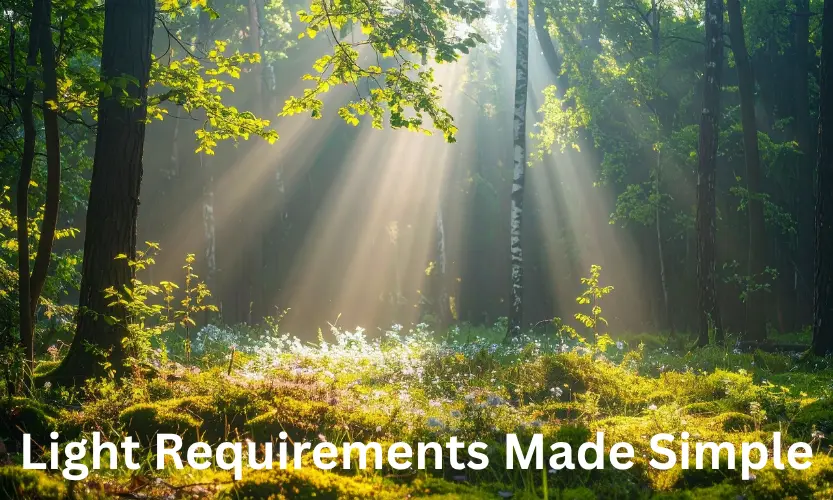 Light Requirements Made Simple