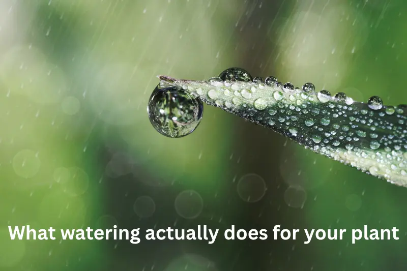 What watering actually does for your plant