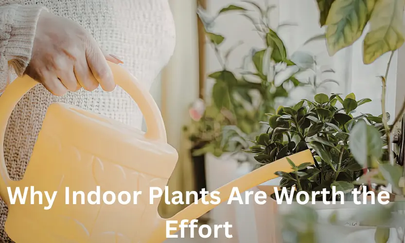 Why Indoor Plants Are Worth the Effort