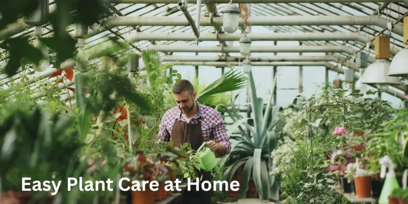 Easy Plant Care at Home