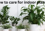 how to care for indoor plants