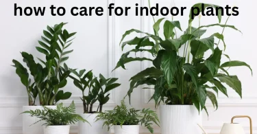 how to care for indoor plants