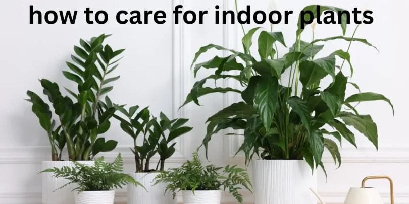 how to care for indoor plants