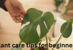 plant care tips for beginners
