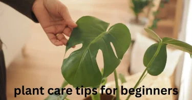 plant care tips for beginners