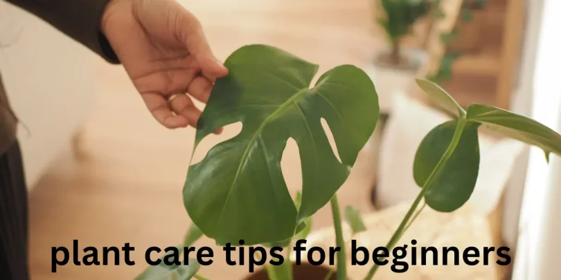 plant care tips for beginners