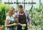 Simple Plant Care Guide