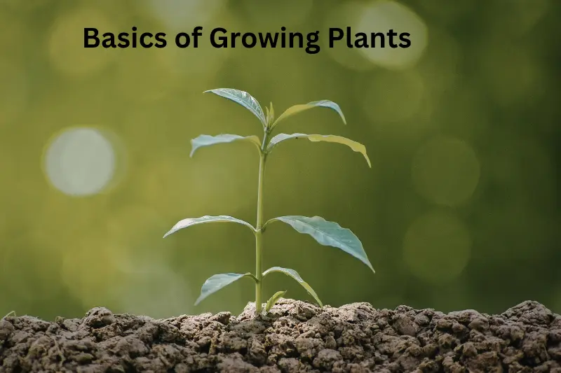   Basics of Growing Plants