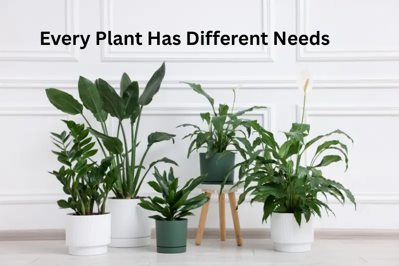 Every Plant Has Different Needs