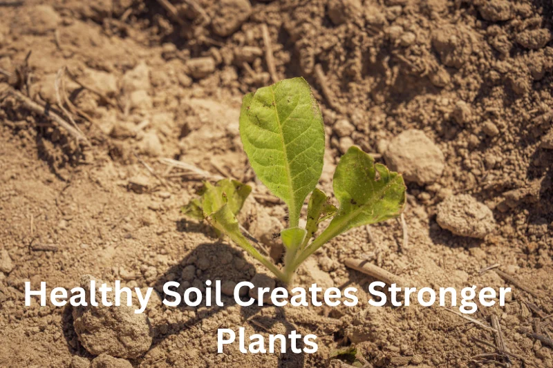 Healthy Soil Creates Stronger Plants
