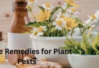 Home Remedies for Plant Pests