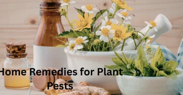 Home Remedies for Plant Pests