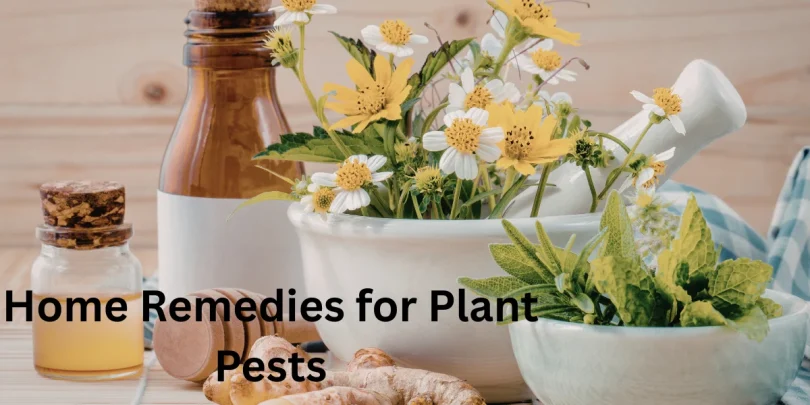 Home Remedies for Plant Pests