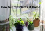 How to Grow Plants at Home