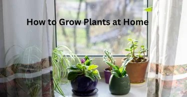 How to Grow Plants at Home