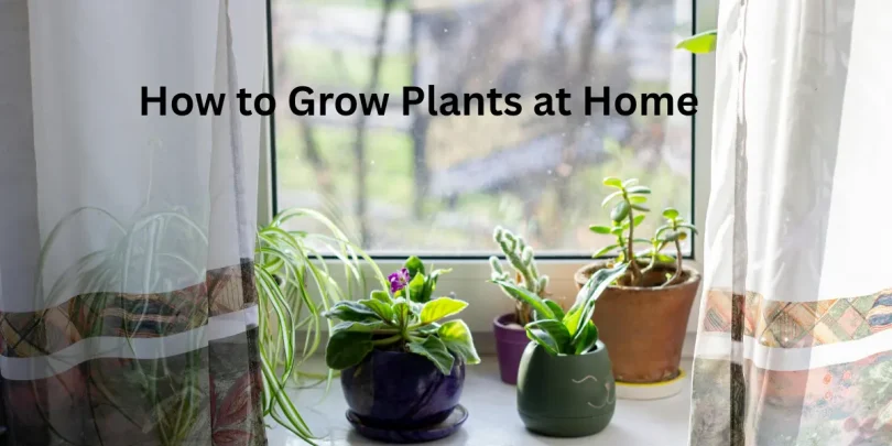 How to Grow Plants at Home