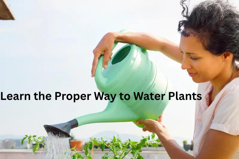Learn the Proper Way to Water Plants