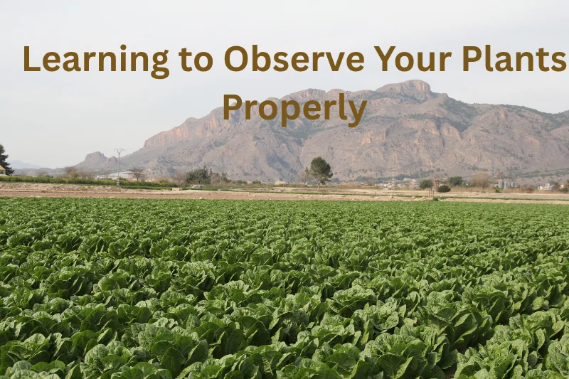 Learning to Observe Your Plants Properly