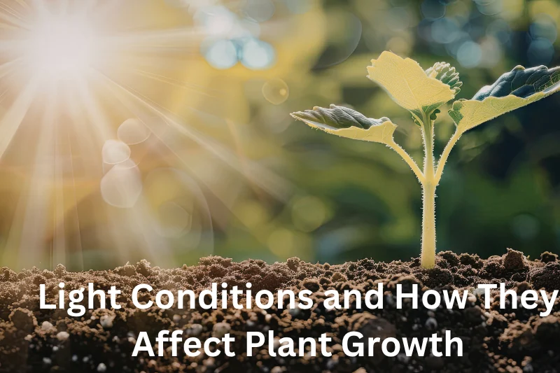 Light Conditions and How They Affect Plant Growth
