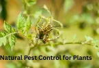 Natural Pest Control for Plants