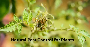 Natural Pest Control for Plants