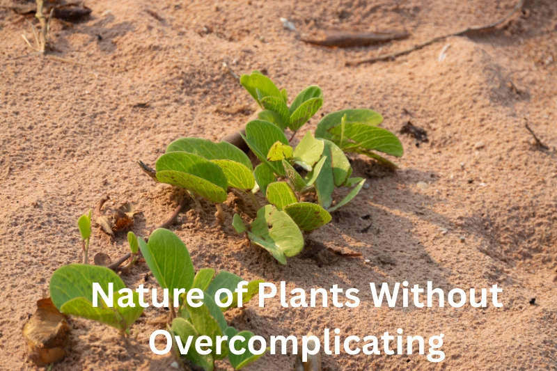 Nature of Plants Without Overcomplicating