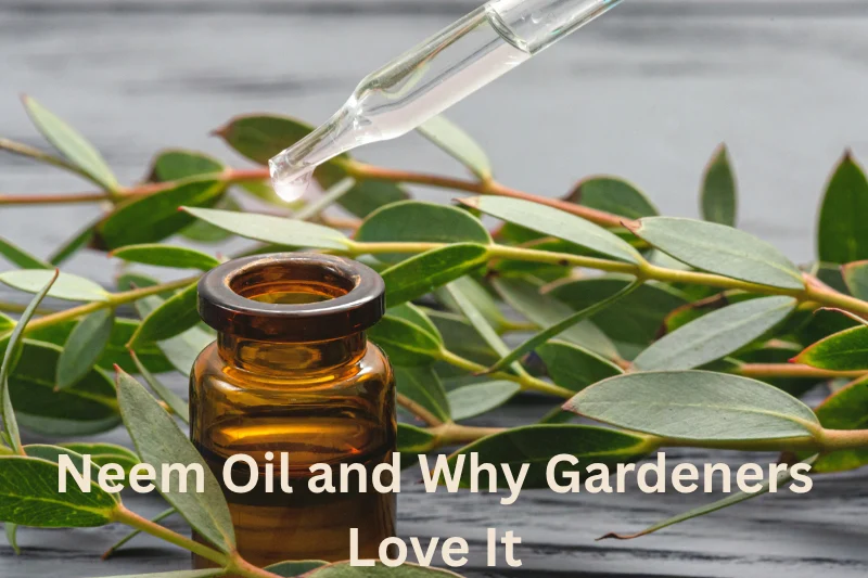 Neem Oil and Why Gardeners Love It