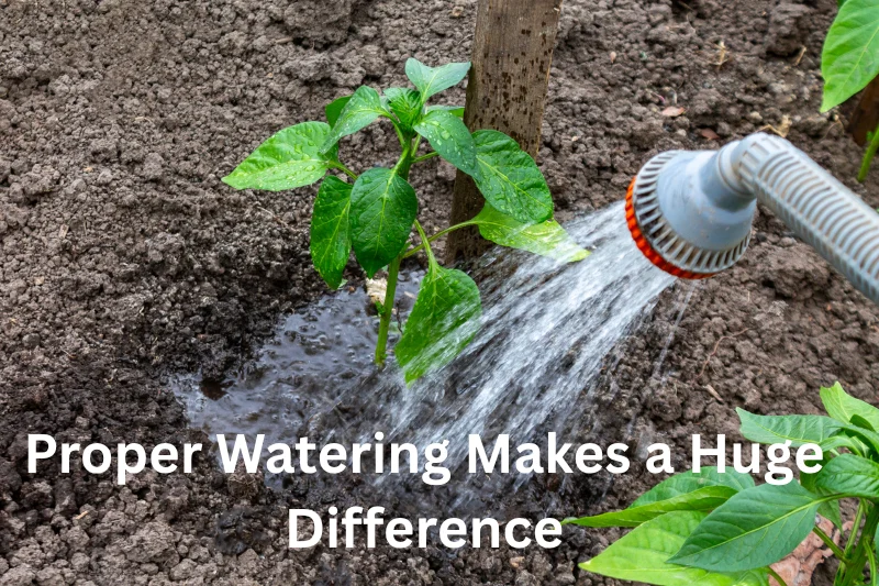 Proper Watering Makes a Huge Difference