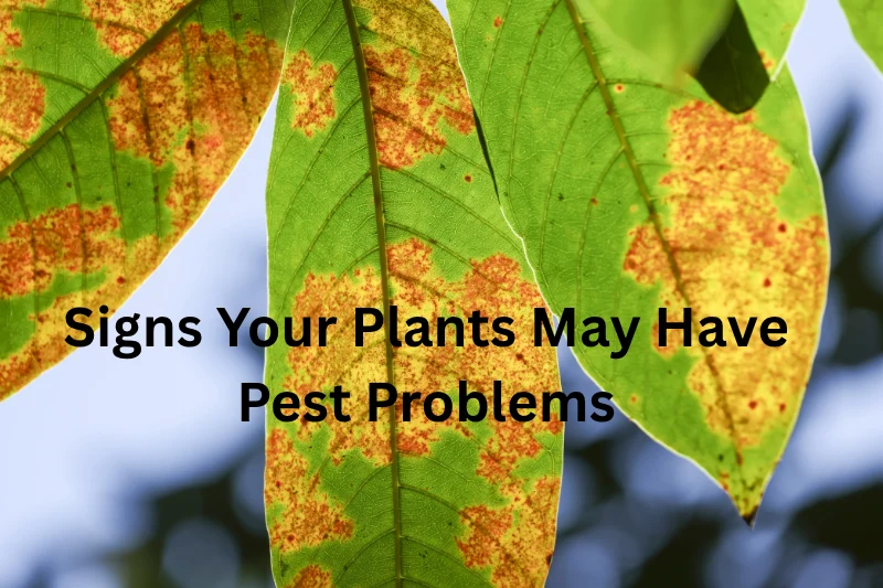 Signs Your Plants May Have Pest Problems