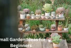 Small Garden Ideas for Beginners
