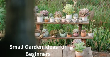 Small Garden Ideas for Beginners