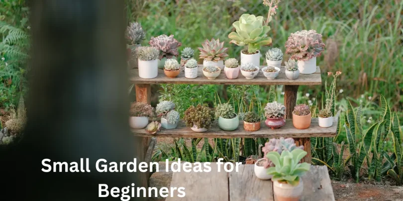 Small Garden Ideas for Beginners