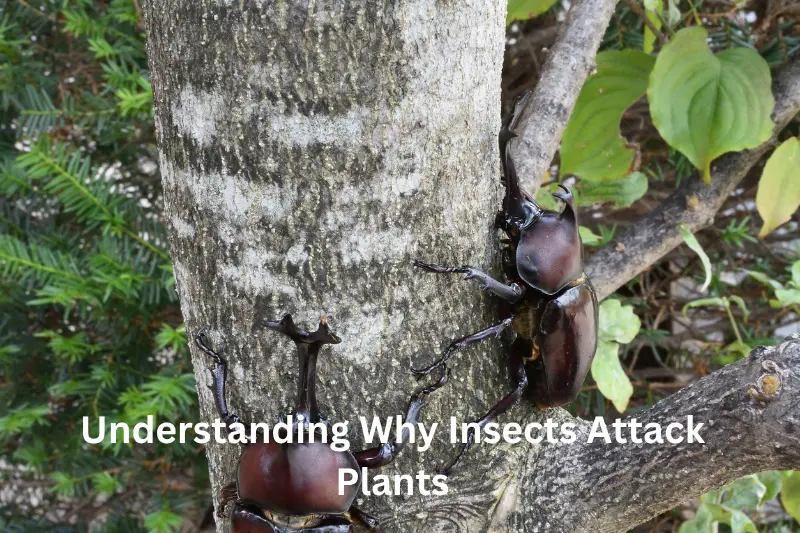 Understanding Why Insects Attack Plants