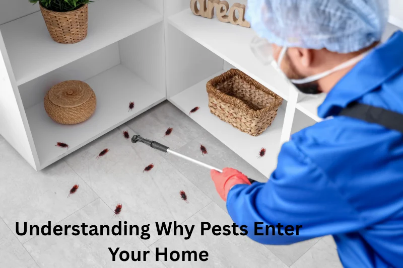 Understanding Why Pests Enter Your Home