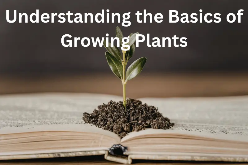 Understanding the Basics of Growing Plants