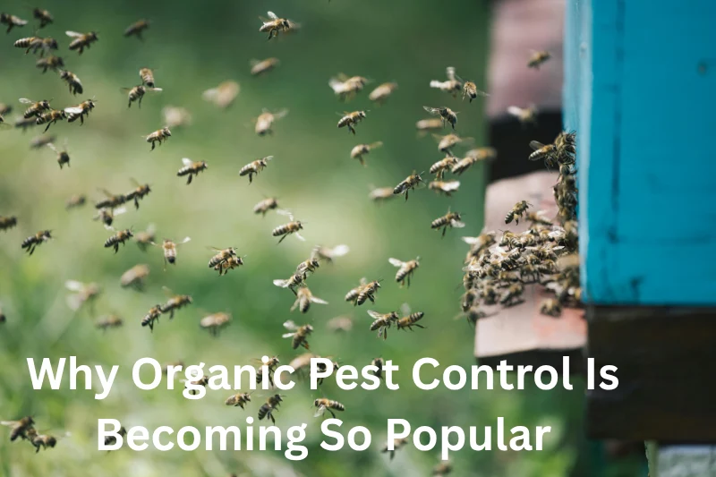 Why Organic Pest Control Is Becoming So Popular