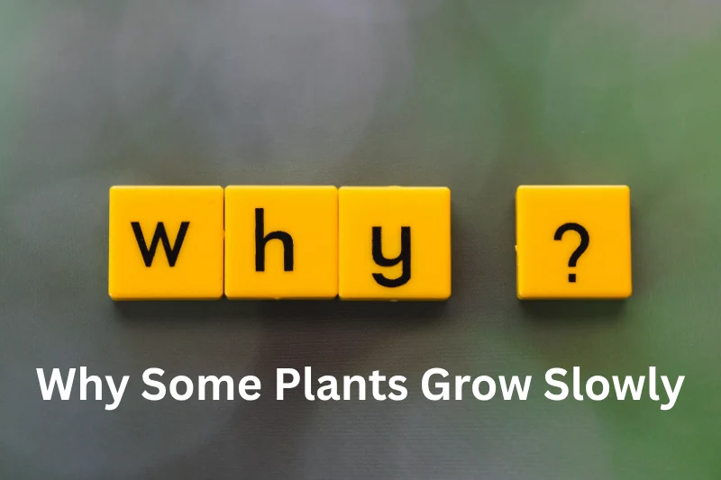 Why Some Plants Grow Slowly