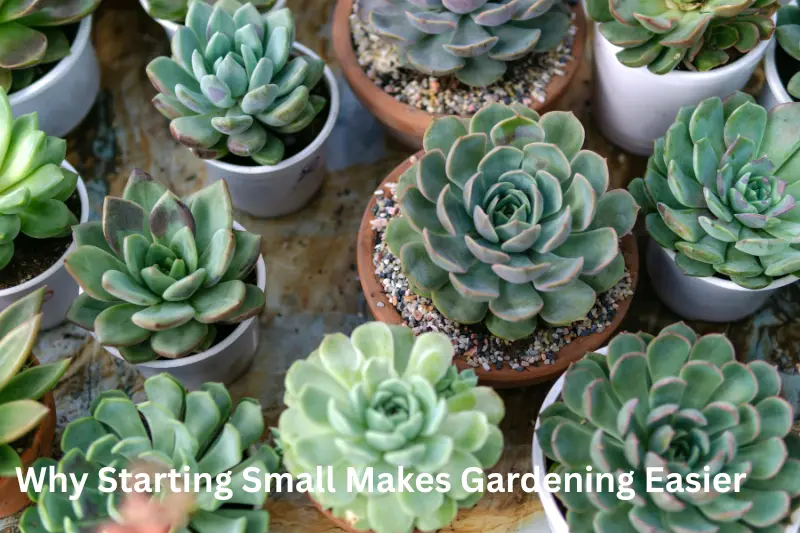 Why Starting Small Makes Gardening Easier