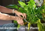 Best Gardening Tips for Plants