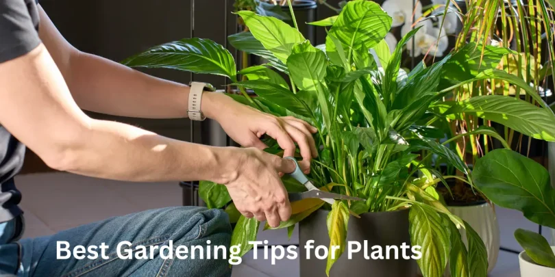 Best Gardening Tips for Plants