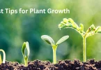 Best Tips for Plant Growth