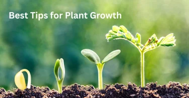 Best Tips for Plant Growth
