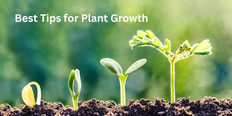 Best Tips for Plant Growth