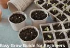 Easy Grow Guide for Beginners